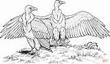 Vulture Coloring Pages Vultures Rumped Drawing Supercoloring Condor Animals sketch template
