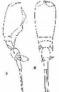 Afbeeldingsresultaten voor "corycaeus Lautus". Grootte: 109 x 185. Bron: copepodes.obs-banyuls.fr