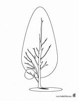 Tree Cypress Coloring Trees Drawing Kids Pages Getdrawings sketch template