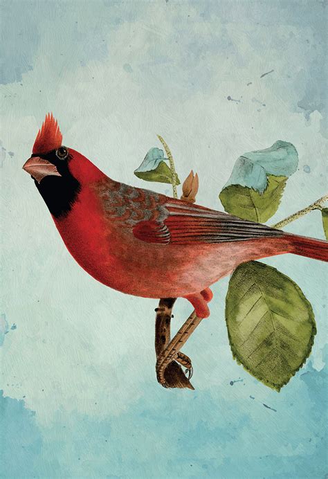vintage red cardinal print antique bird print vintage bird prints