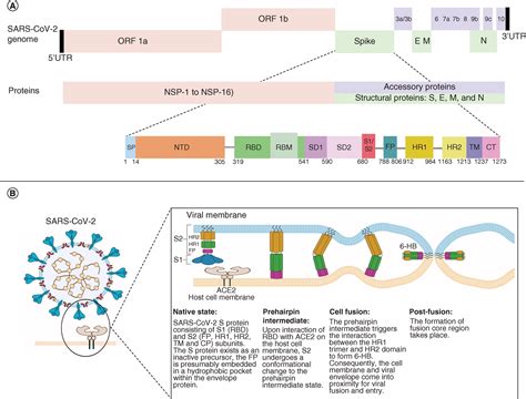 comprehensive account  sars   genome structure incurred