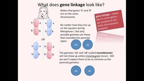 gene linkage ib biology youtube