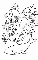 Poissons Poisson Colorat Pesci Fish Fische Pestisori Animale Fisch Davril P21 Planse Wassertiere Pesce Desene Coloriages Peces Dekstop Gifgratis Primiiani sketch template
