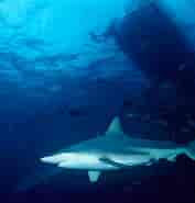 Black Pit Shark 的图像结果.大小：177 x 185。 资料来源：www.surfertoday.com