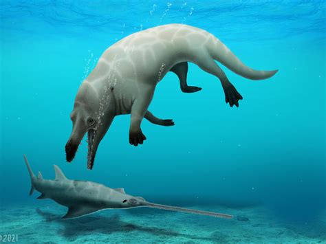 scientists discover fossil    legged whale   raptor