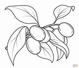 Olive Coloring Kumquat Tree Pages Branch Printable Color sketch template