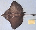 Afbeeldingsresultaten voor Dipturus nidarosiensis Anatomie. Grootte: 119 x 100. Bron: ciesm.org