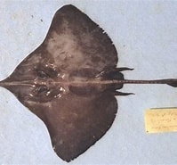Afbeeldingsresultaten voor "raja Nidarosiensis". Grootte: 199 x 185. Bron: ciesm.org