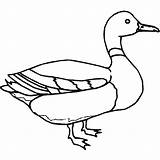 Duck Outline Coloring Mallard Ducks Pages Oregon Drawing Hunting Kids Color Printable Getdrawings Clipartmag Getcolorings Clipart Luna Print sketch template