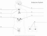 Endocrine System Diagram Blank Human Glands Unlabeled Worksheet Body Anatomy Digestive Label Worksheets Fill Physiology Modernheal Choose Board Worksheeto Whatsapp sketch template