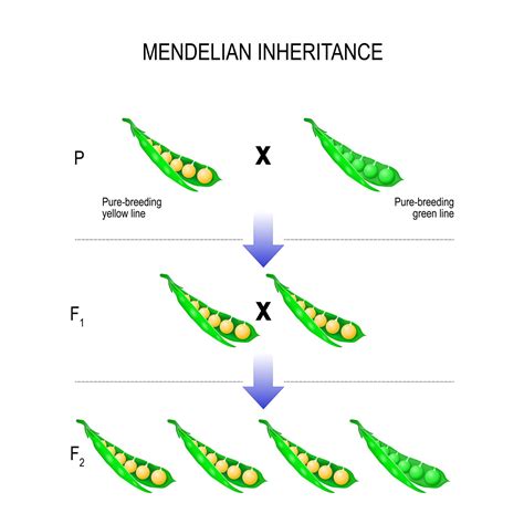 Mendels Law And Mendelian Genetics Biology Online Tutorial Images And