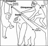 Primates Ape sketch template