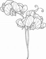Pea Sweet Coloring Pages Flowers Flower Drawing Printable Supercoloring Draw Drawings Tattoo Sketches Sheets Size Colouring Floral Print Plant Choose sketch template