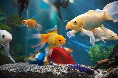 popular types  aquarium fish home stratosphere