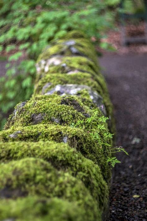 stone wall covered  moss stock image image  weathered british