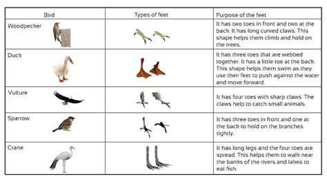 cbse class 3 science birds and their features notes and videos