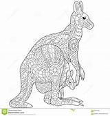 Kangaroo Zentangle Canguro Australian Aboriginal Freehand Colouring Wallaby Stilizzato Stylized Animals Cub Mammals Salvaje Estilizadas Zorro Historieta Flores Viglink Redirect sketch template