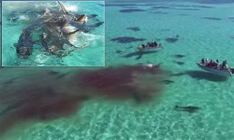 Incredible Drone Footage Shows 70 Tiger Sharks Tear Apart A Dead Whale