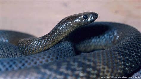 guasabaraeditores records en el mundo de las serpientes