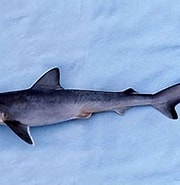 Afbeeldingsresultaten voor "carcharhinus Porosus". Grootte: 180 x 170. Bron: www.floridamuseum.ufl.edu