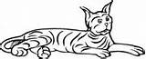 Bobcat Coloring Laying Crouching sketch template