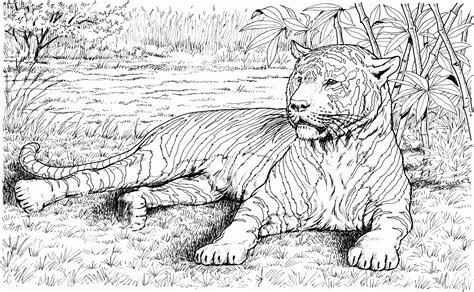 realistic printable coloring pages  animals