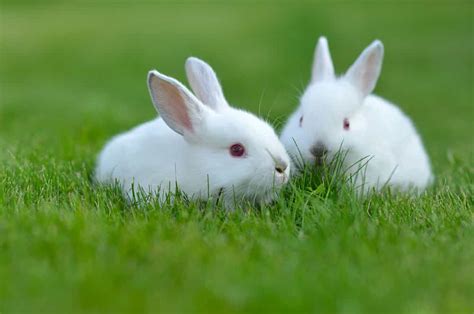 pet rabbits life expectancy   interesting rabbit facts