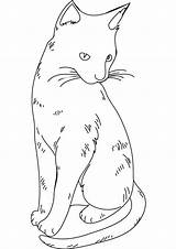 Coloring Pages Cat Cats Print Adult Fluffy Blank Warrior Color Disney Realistic Printable Benscoloringpages Handout Below Please Click Animal Pic sketch template
