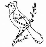 Jay Blue Coloring Pages Bird Jays Toronto Kids Printable Simple Color Print Getcolorings Drawings Beautiful Template Getdrawings Choose Board sketch template