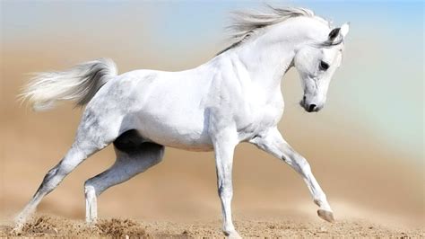 running horse animal white nice  weston davis equine surgery