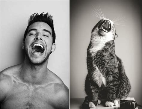 33 chats passés maîtres dans l art de poser comme les mannequins