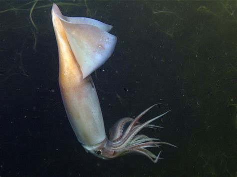 deep sea squid communicate  glowing   readers ncpr news