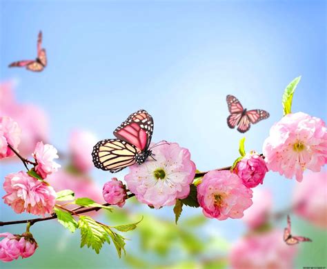 flowers  butterflies wallpapers top  flowers  butterflies