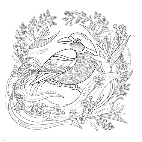 extra large coloring page   bird coloring pages printablecom