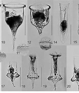 Afbeeldingsresultaten voor "Cymatocylis Vanhoffeni". Grootte: 156 x 185. Bron: www.researchgate.net