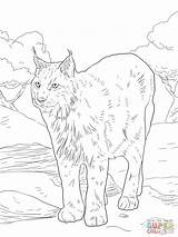 Coloring Lynx Pages Bobcat Eurasian Colorings Drawing Caracal Printable Linx Getdrawings Color Choose Board Getcolorings Steer Animals Sites sketch template