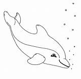 Delfin Ausmalbilder Delfine Ausdrucken Ausmalbild Malvorlage Wale Delphin Malvorlagen Meerjungfrau Leichte Malen Dolphins sketch template