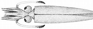 Afbeeldingsresultaten voor "taonius Pavo". Grootte: 317 x 67. Bron: tolweb.org