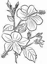 Hibiscus Hibisco Colorironline Onlinecoloringpages sketch template