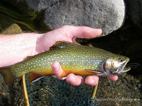 preserving  california golden trout
