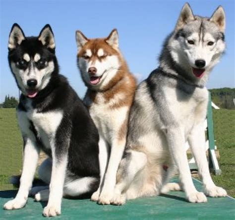 beautiful siberian husky dog   pictures