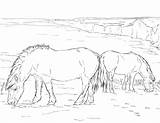 Ponies Ausmalbilder Ponys Shetland Ausmalbild Kolorowanka Grazing Supercoloring Dwa Druku Kucyki sketch template