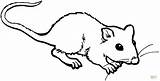 Rat Rato Colorir Ratte Ratto Ausmalbild Maus Mole Line Kleine Desenhos Tekenen Cheirando Suesse Malvorlage Fink Ratten Ratos Ausdrucken Coloringbay sketch template