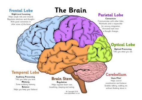 label  brain worksheets sb sparklebox human brain diagram