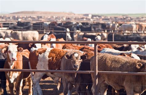 livestock farming definition methods breeds facts britannica