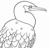 Pages Etsy Cormorant Colouring Coloring Bird sketch template