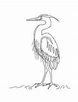 Heron Coloring sketch template
