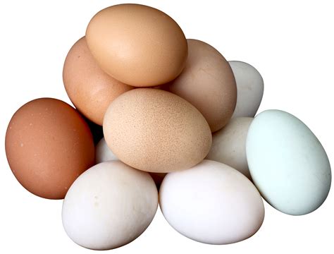 collection  egg png pluspng