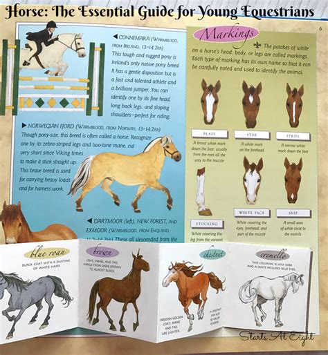horse stories   horse unit study  printable worksheets