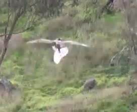 eagle defeats drone model airplane news